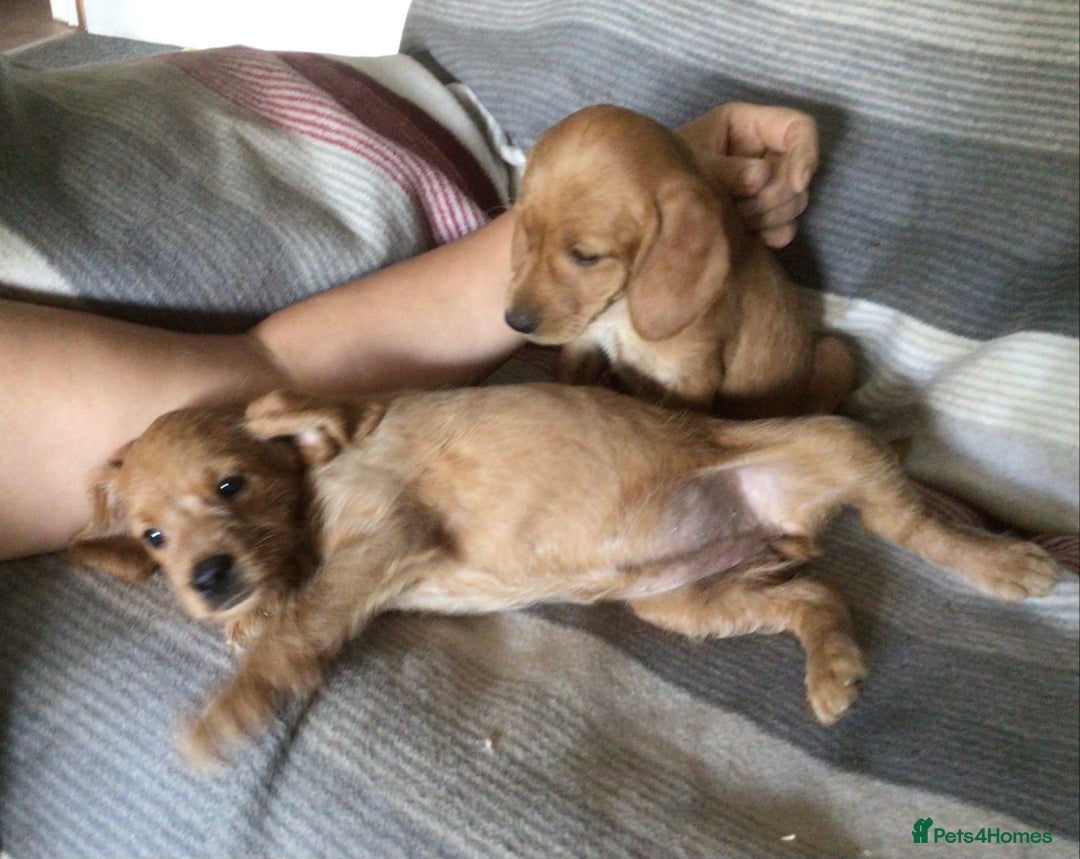 Hungarian Vizsla dogs for sale: VIZSIPOO puppies, Vizsla x Miniature Poodle - Image 22