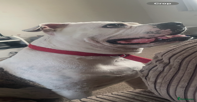 American Bulldog dogs - Advert 2