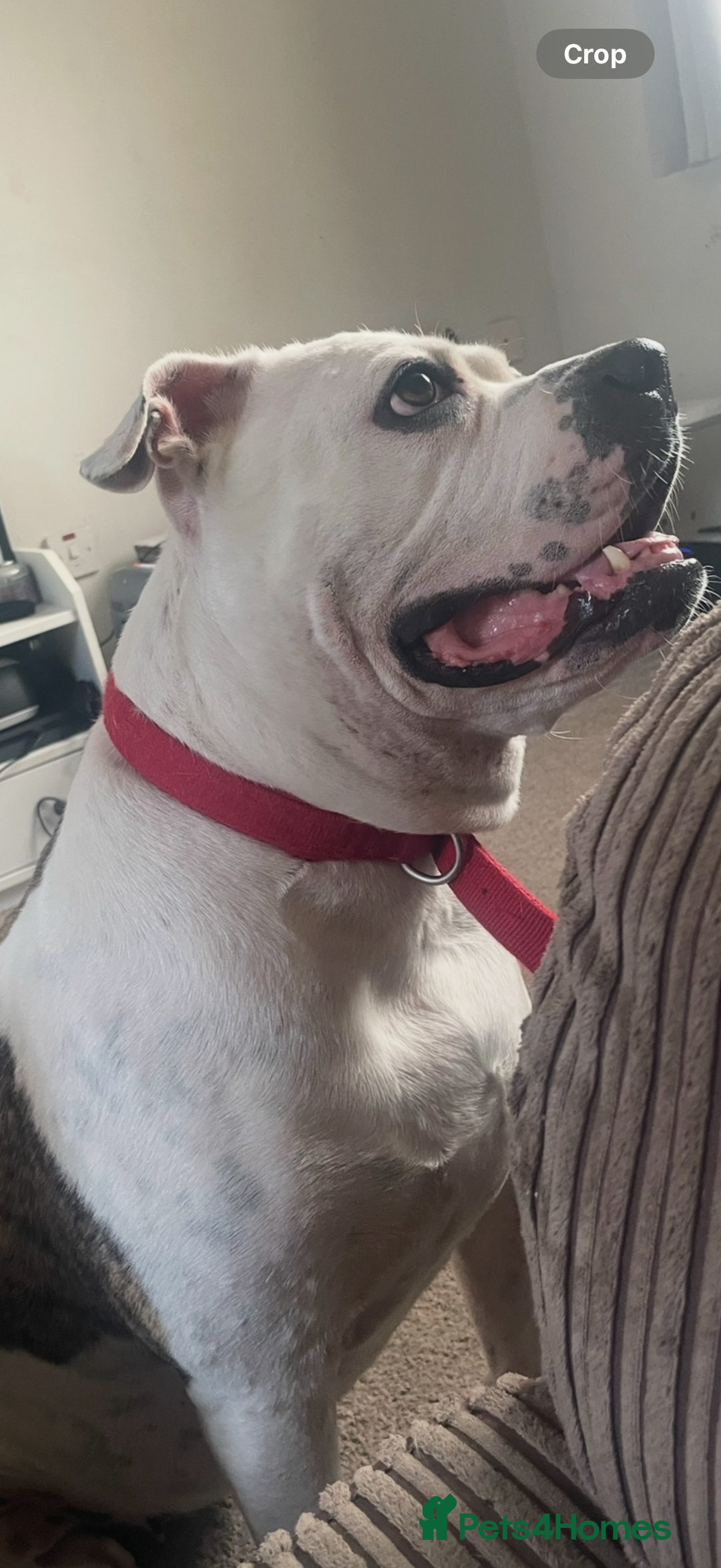 American Bulldog dogs for sale: American Bulldog female  - Advert 2