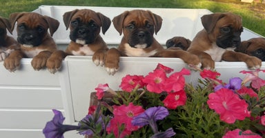 Boxer dogs - Advert 12