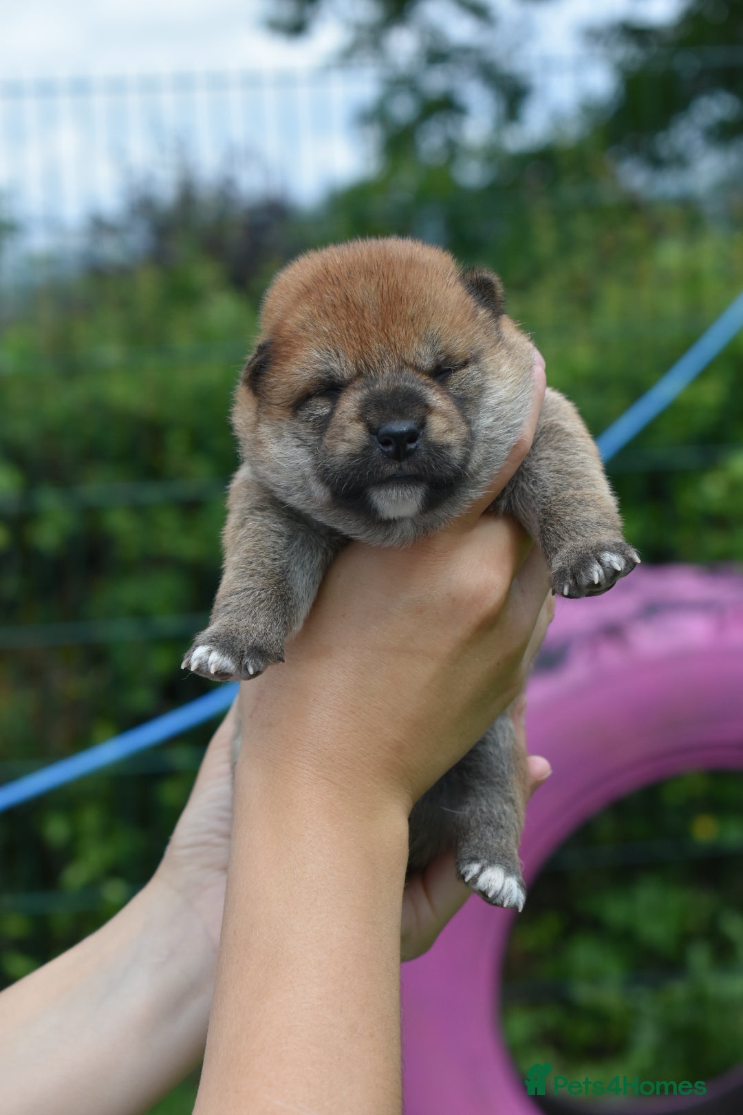 Japanese Shiba Inu dogs for sale: Beautiful Japanese Shiba Inu Puppies - Image 33