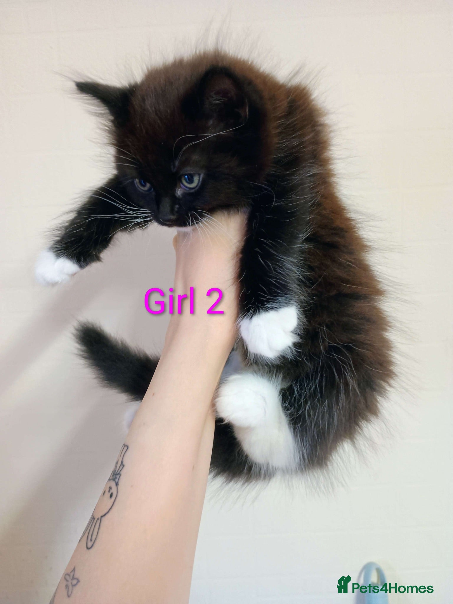 Mixed Breed cats Ragdoll mix kittens looking for a new home!! - Advert 1
