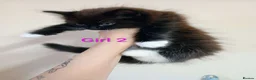 Mixed Breed cats for sale: Ragdoll mix kittens looking for a new home!! in Leeds - Advert 1