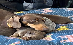 Miniature Dachshund dogs for sale: Stunning full pedigree Miniature Dachshunds  - Image 20