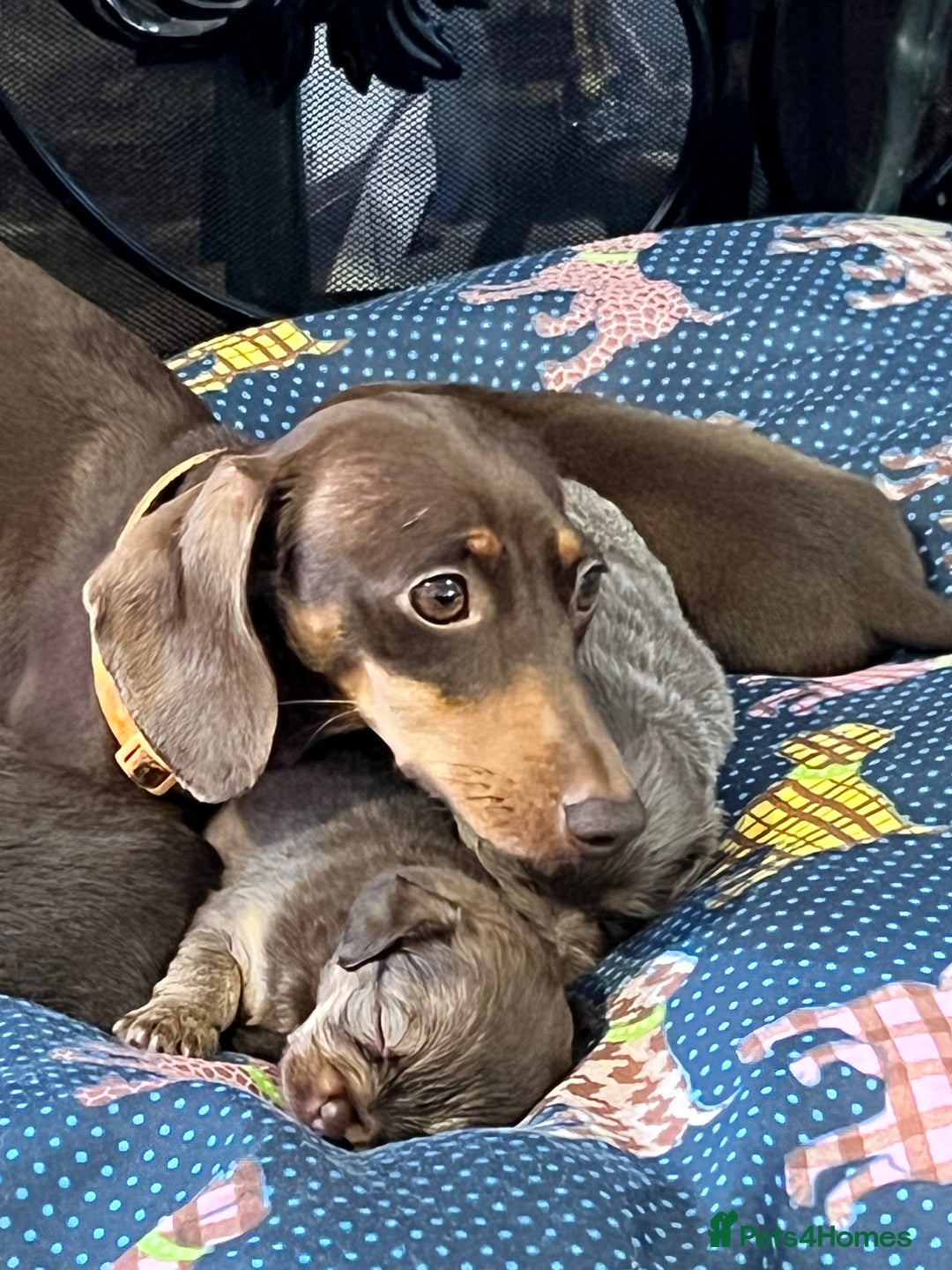 Miniature Dachshund dogs for sale: Stunning full pedigree Miniature Dachshunds  - Image 20