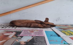 Lionhead rabbits for sale: 2 cute lionhead rabbits come with cage and food - Image 8