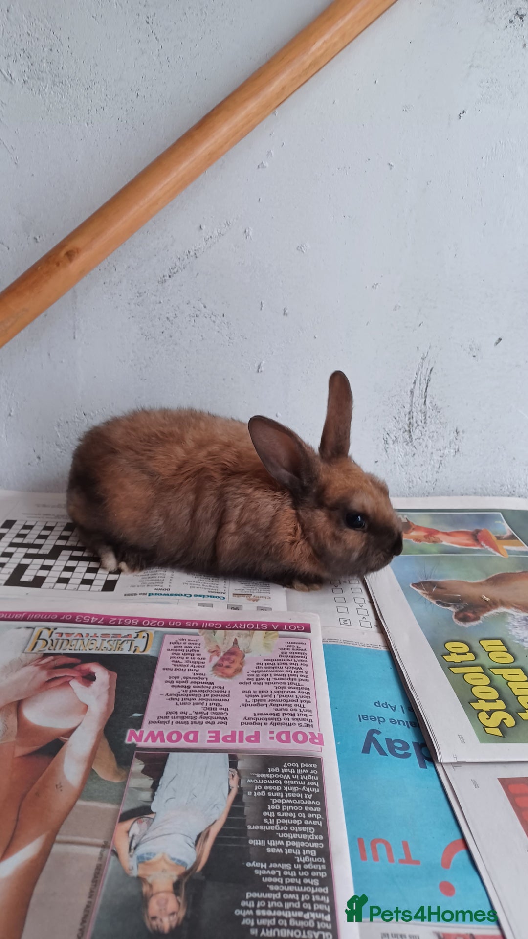 Lionhead rabbits for sale: 2 cute lionhead rabbits come with cage and food - Image 8