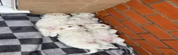 Bichon Frise dogs for sale: 6 bichons frise for sale - Advert 2