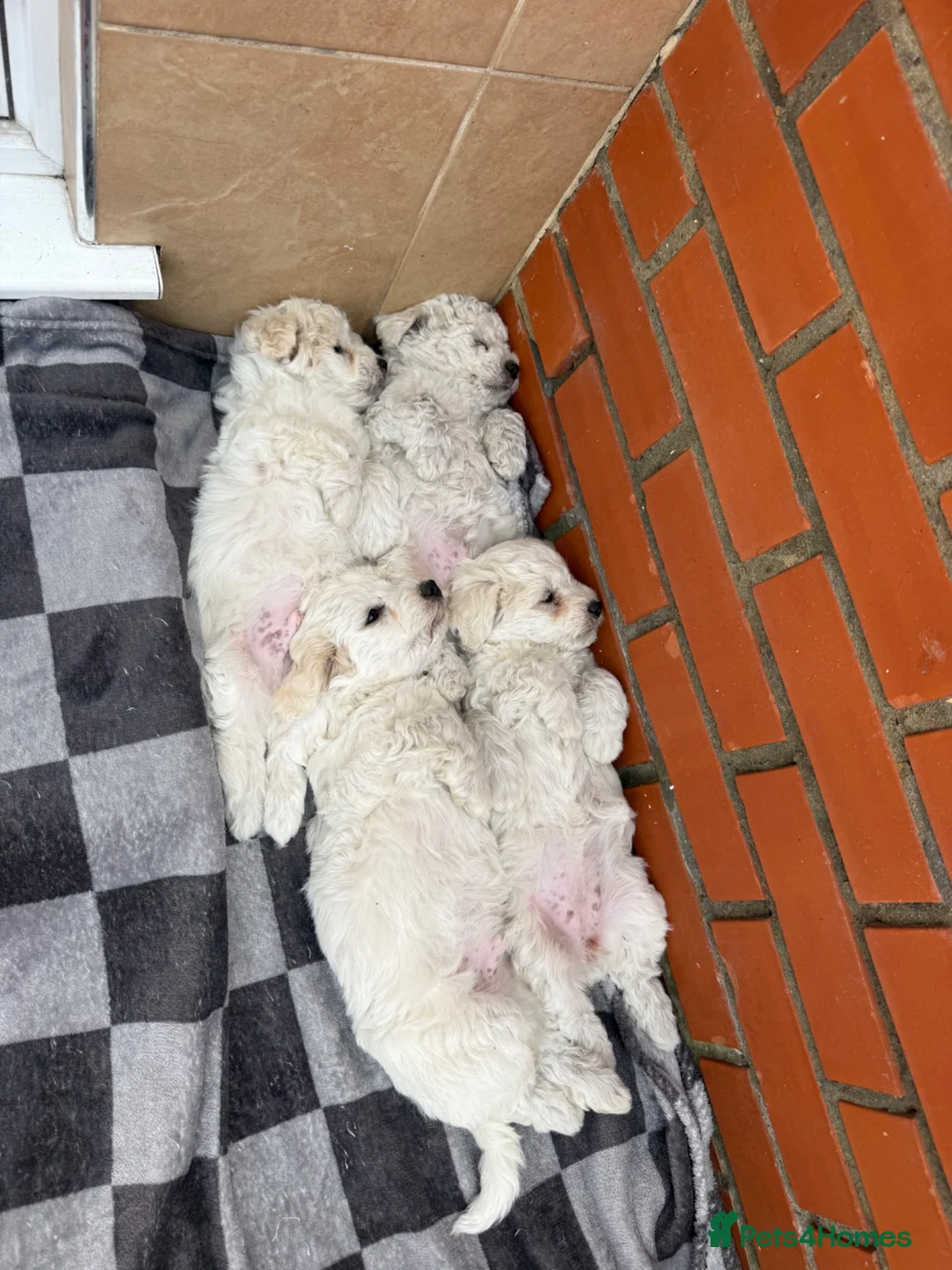 Bichon Frise dogs for sale: 6 bichons frise for sale - Advert 2