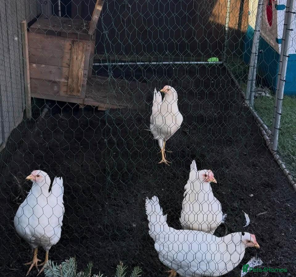 Chickens poultry 6 chickens  - Advert 1