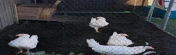 Chickens poultry for sale: 6 chickens  - Advert 1