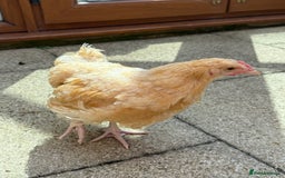 Chickens poultry for sale: 15 week old Cockerel for sale - Image 2