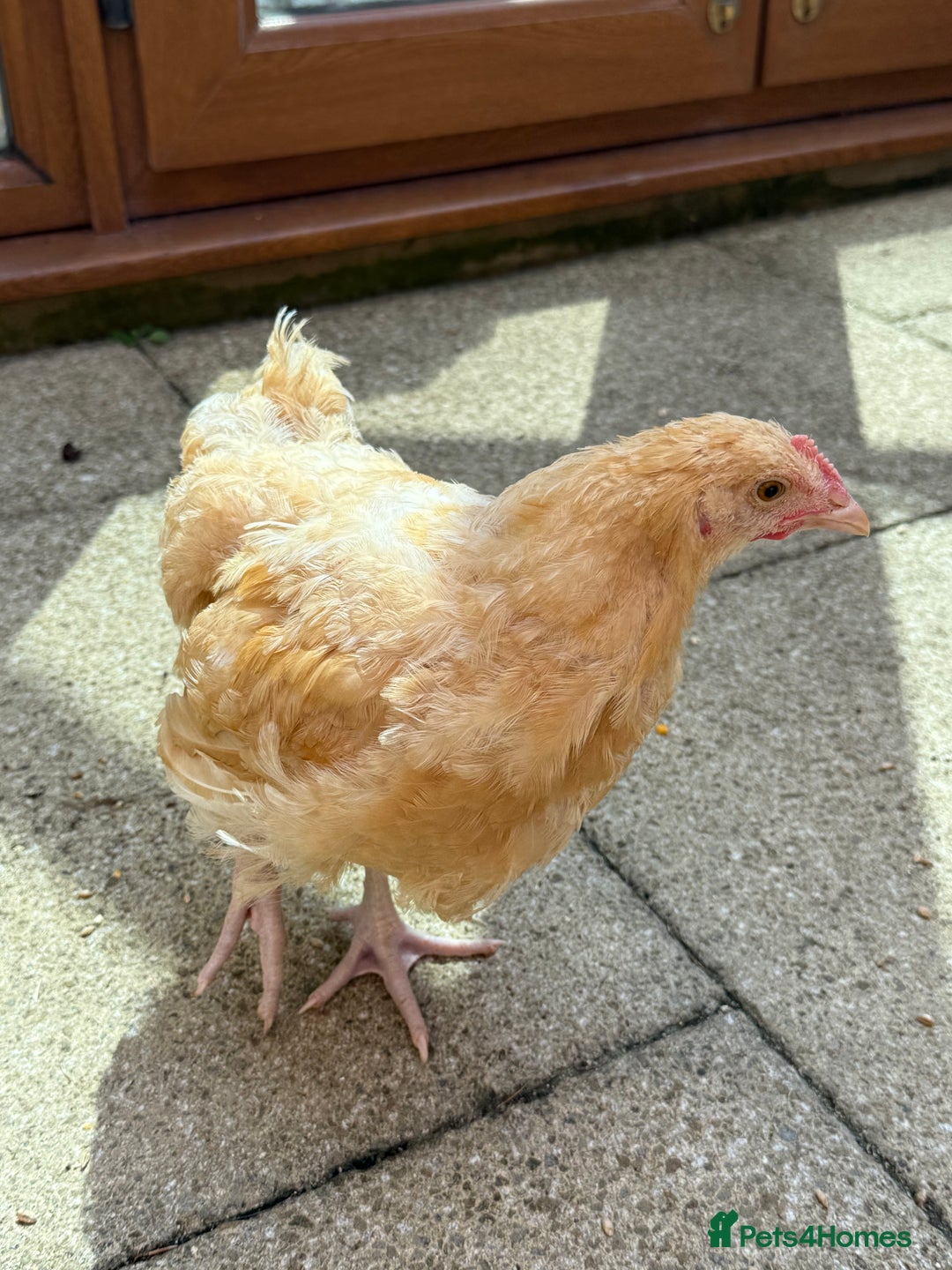 Chickens poultry for sale: 15 week old Cockerel for sale - Image 2