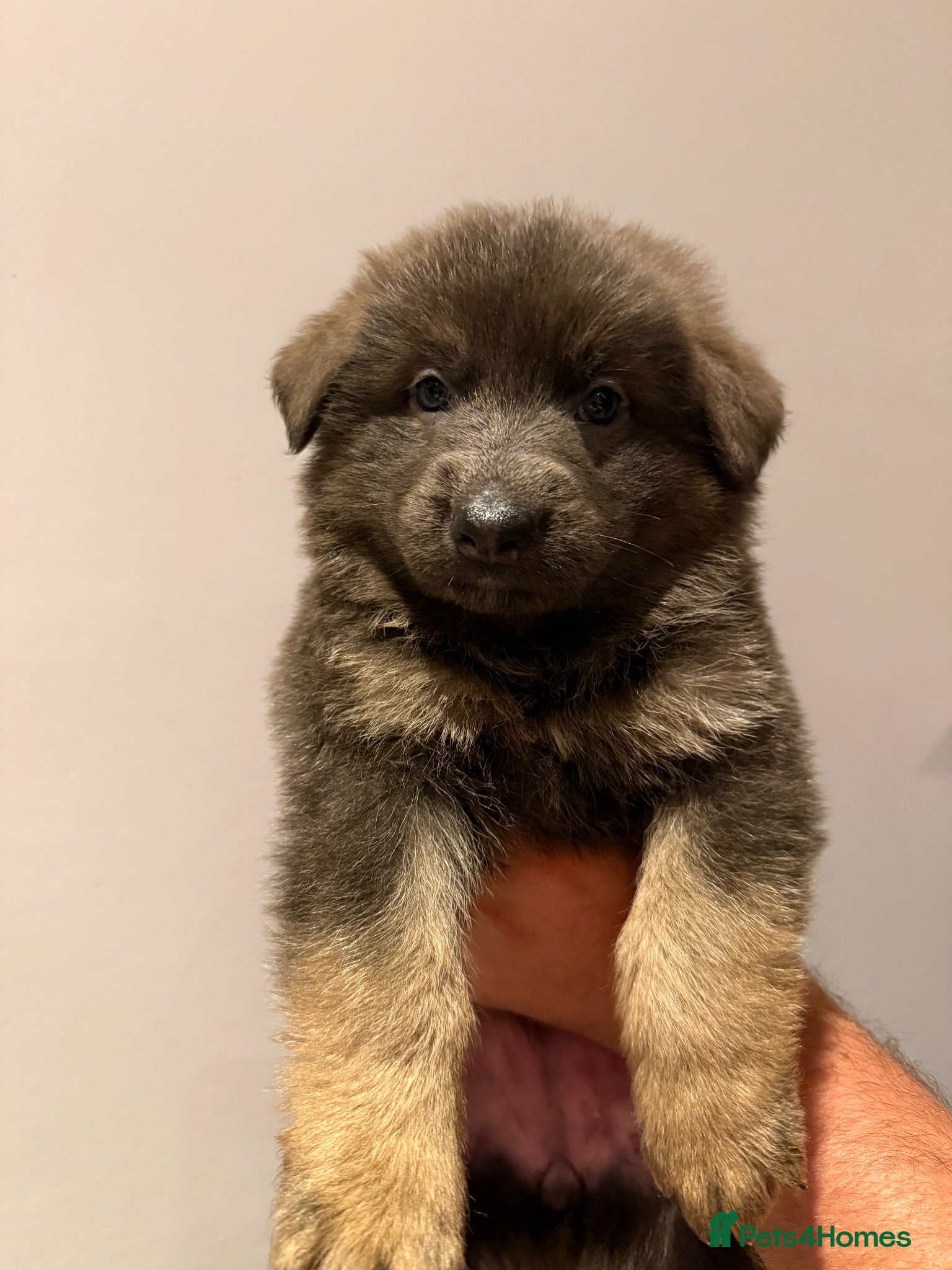 German Shepherd dogs Stunning pedigree German shepherd puppies  - Advert 1