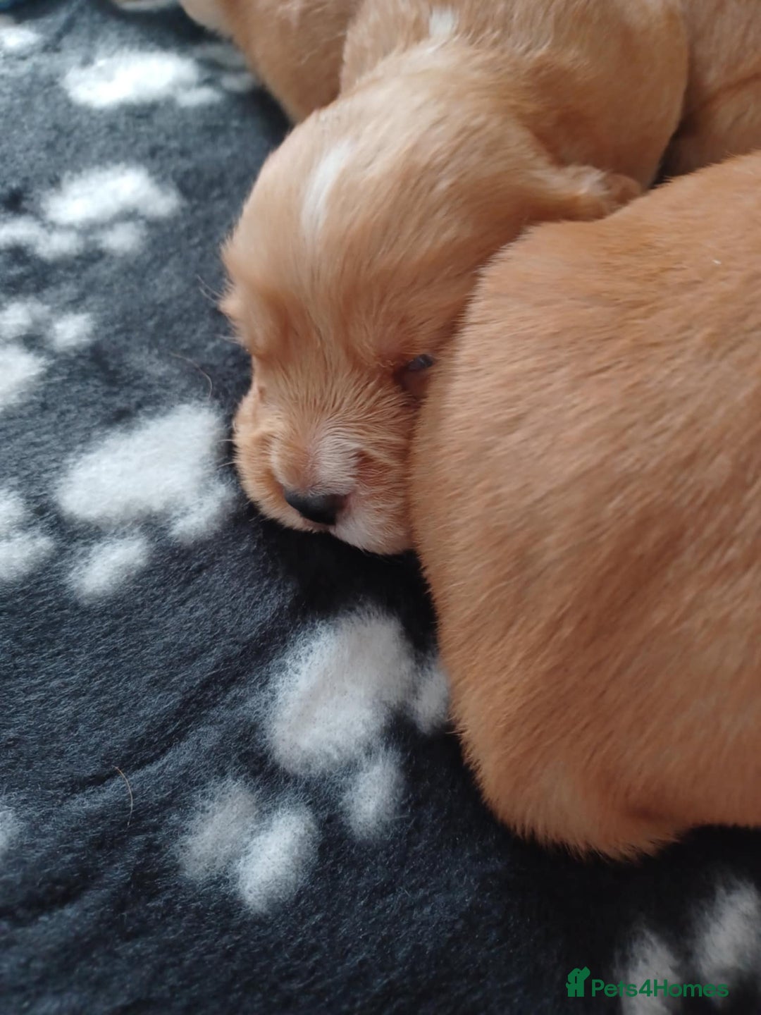 Cocker Spaniel dogs for sale: Kc registered cocker spaniel puppies - Image 15