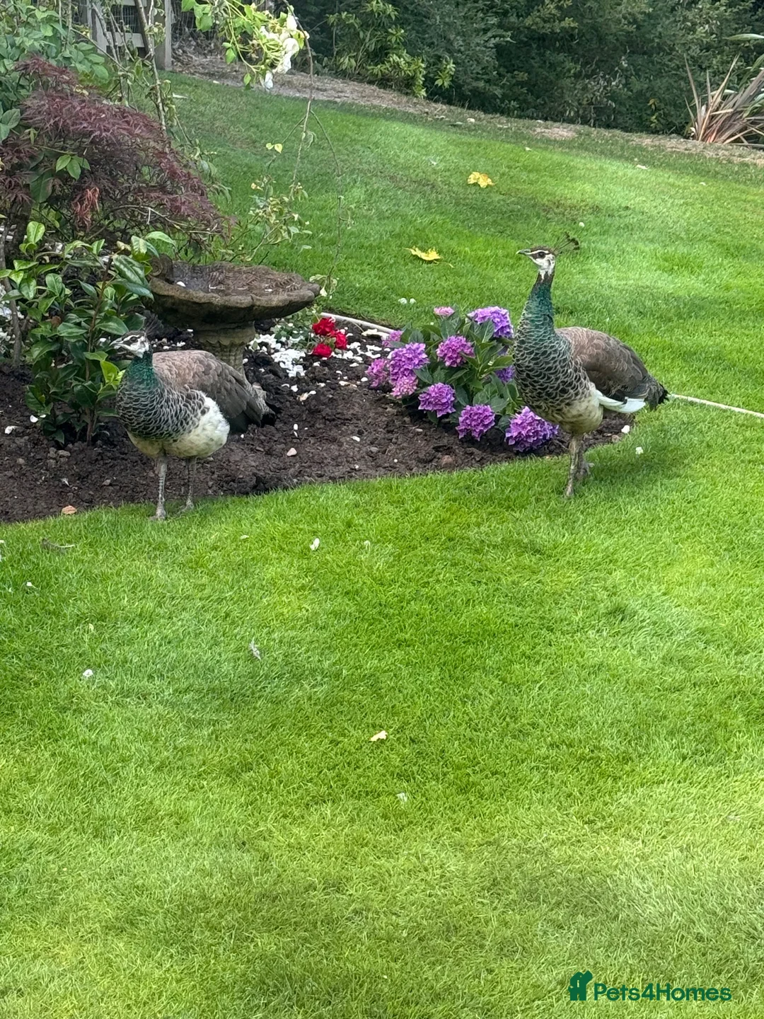 Peafowl poultry for sale: Trio of peafowl  in Shrewsbury - Advert 2