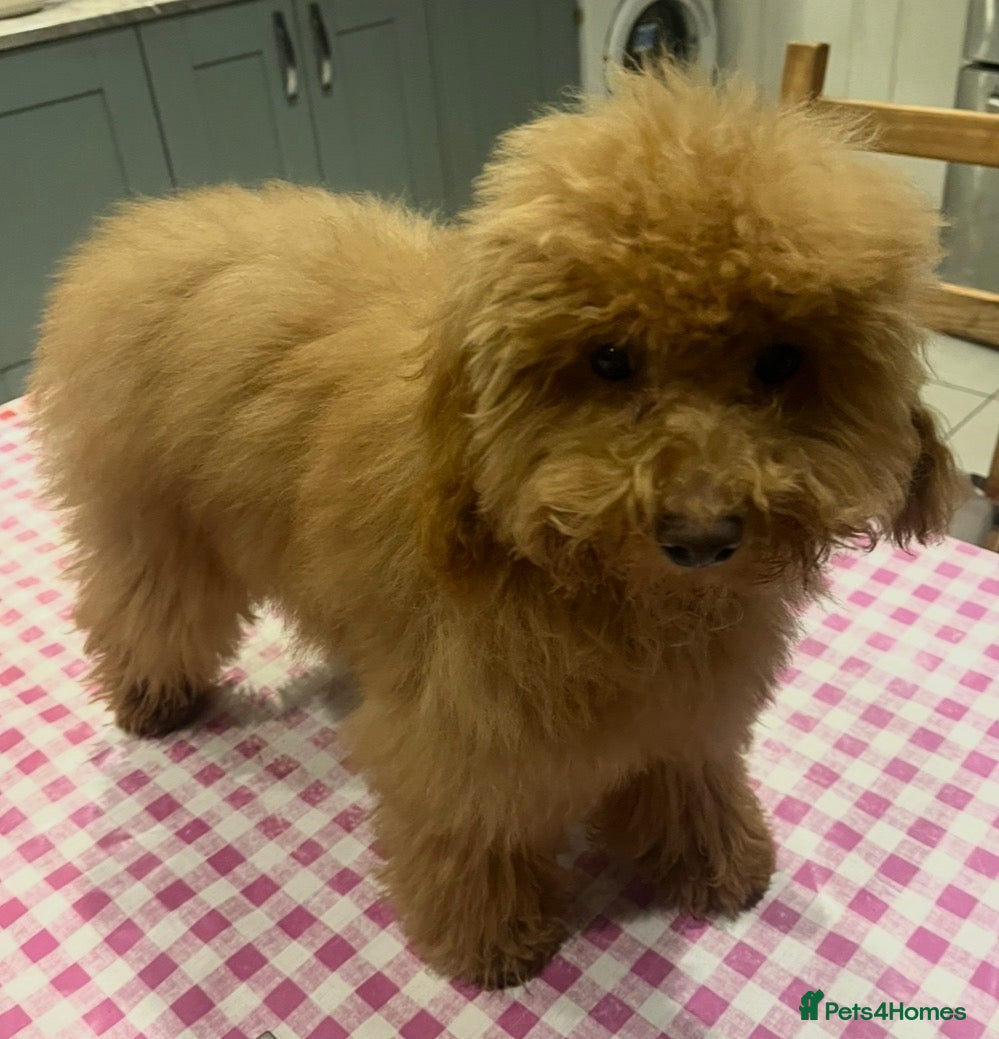 Toy Poodle dogs 🧸Beautiful toy/asian poodle puppies 🧸  - Advert 5