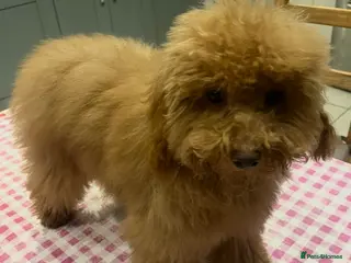 Toy Poodle dogs 🧸Beautiful toy/asian poodle puppies 🧸 - Advert 5