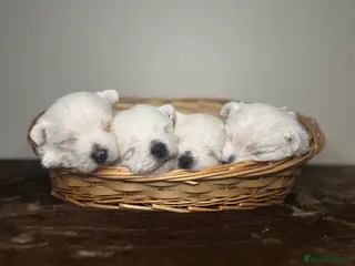 West Highland Terrier dogs 🌈Adorable Little Westies🌈 - Advert 6