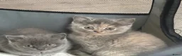 British Shorthair cats for sale: British Short Hair Kittens For Sale - Advert 2