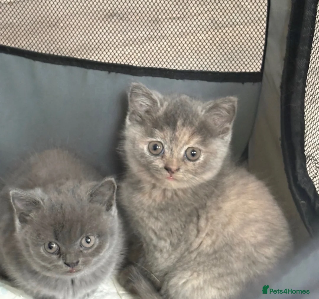 British Shorthair cats for sale: British Short Hair Kittens For Sale - Advert 2