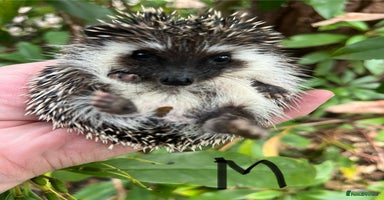 Pygmy Hedgehog rodents - Advert 8
