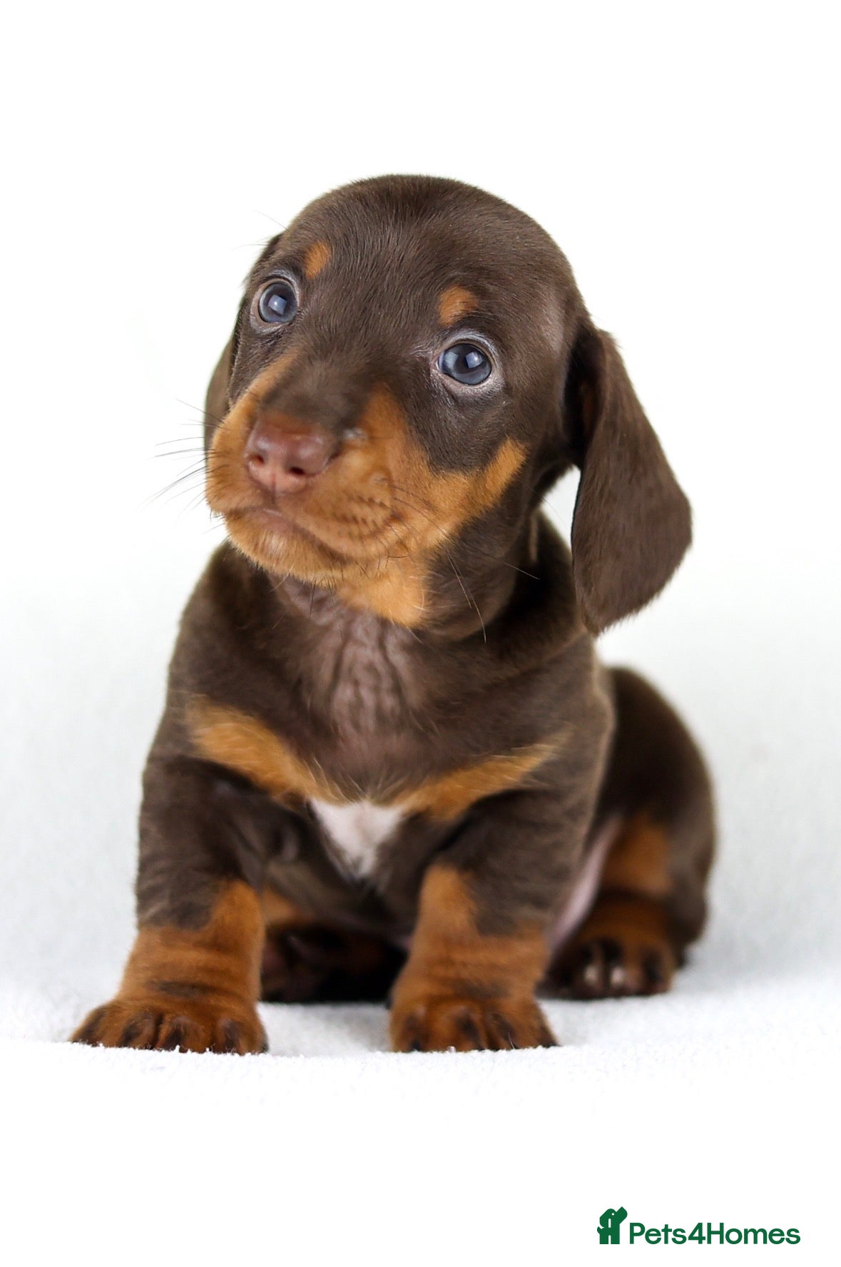 Miniature Dachshund dogs Quality Miniatures Dachshunds  - Advert 13