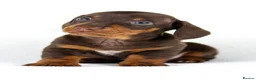 Miniature Dachshund dogs for sale: Quality Miniatures Dachshunds  in Liverpool - Advert 3