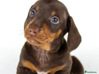 Miniature Dachshund dogs Quality Miniatures Dachshunds - Advert 7