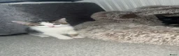 Mixed Breed cats for sale: 4 kittens  - Advert 29