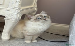 Ragdoll cats for sale: Princess ragdoll kitten - Image 1