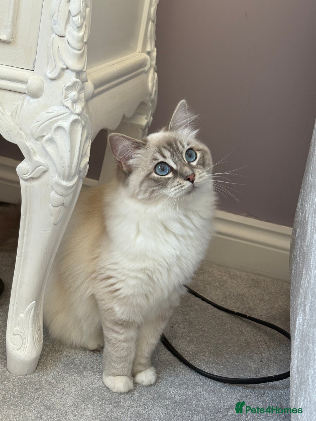 Ragdoll cats for sale: Princess ragdoll kitten - Image 1