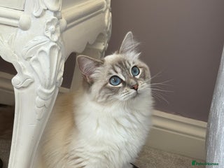 Ragdoll cats - Advert 27