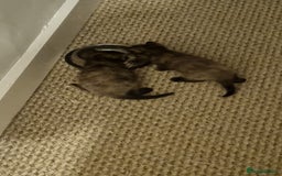 Mixed Breed cats for sale: Kittens for sale - Image 5