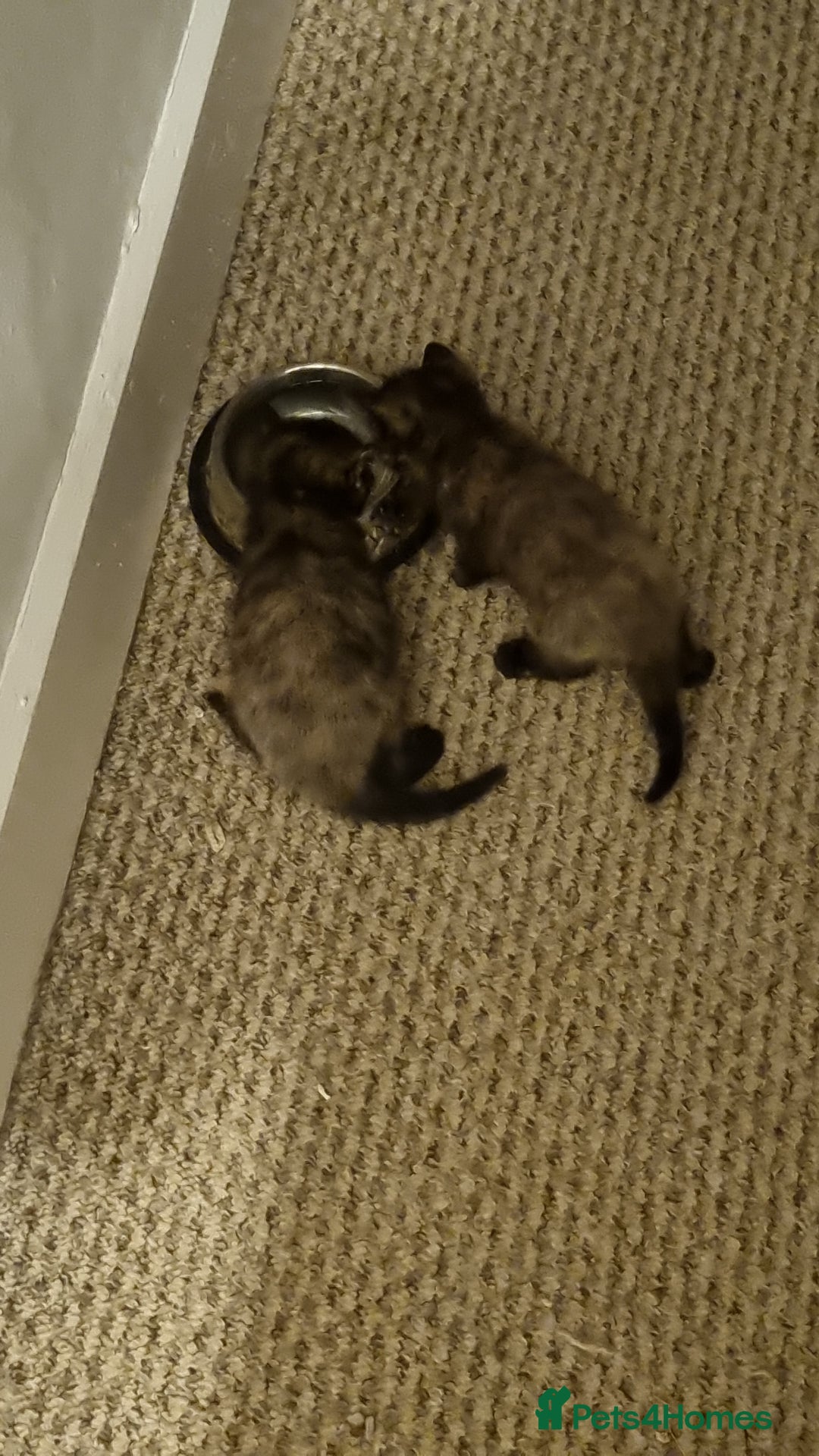 Mixed Breed cats for sale: Kittens for sale - Image 5