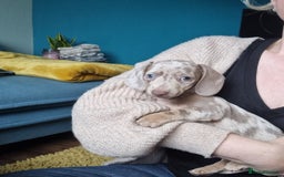 Miniature Dachshund dogs for sale: Last Girl left Stunning Miniature Dachshund Puppy - Image 24