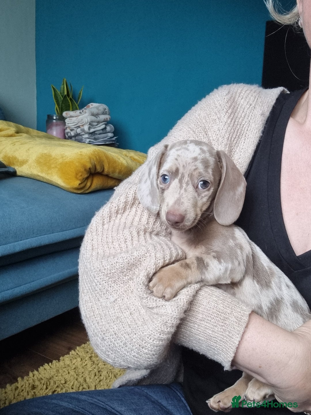 Miniature Dachshund dogs for sale: Last Girl left Stunning Miniature Dachshund Puppy - Image 24