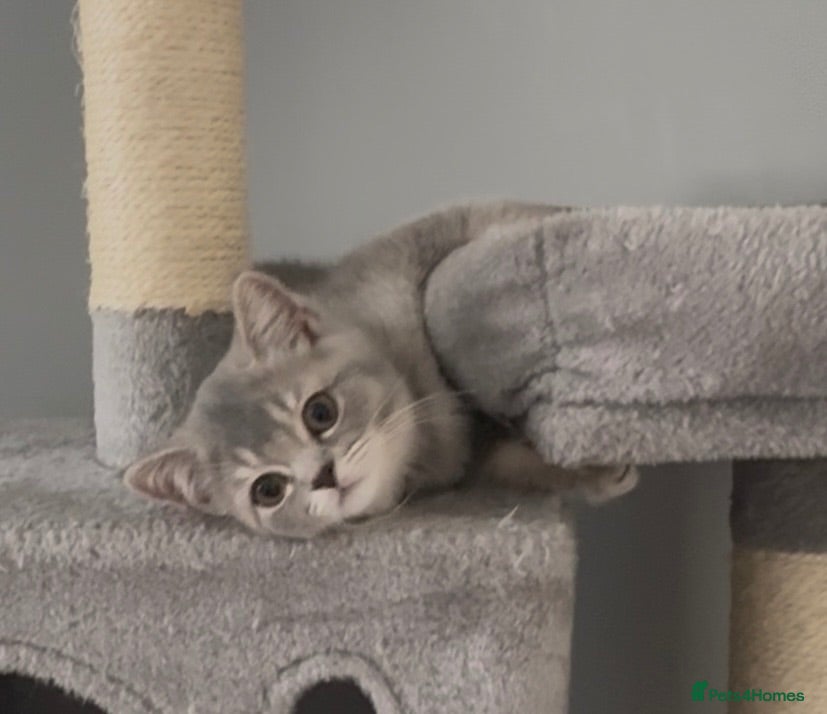 British Shorthair cats Beautiful bsh kittens looking for forever homes  - Advert 13