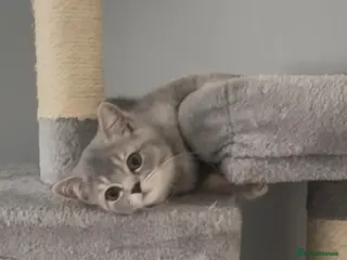 British Shorthair cats Beautiful bsh kittens looking for forever homes - Advert 13