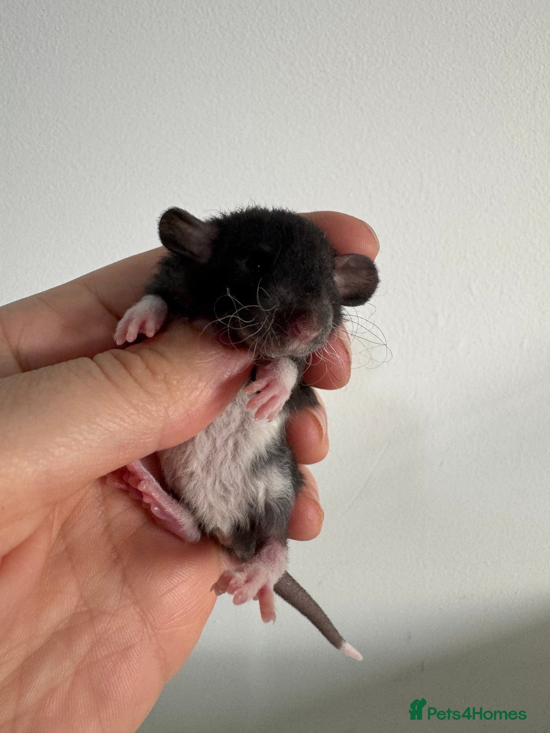 Rat rodents for sale: Baby rats boys and girls  - Advert 4