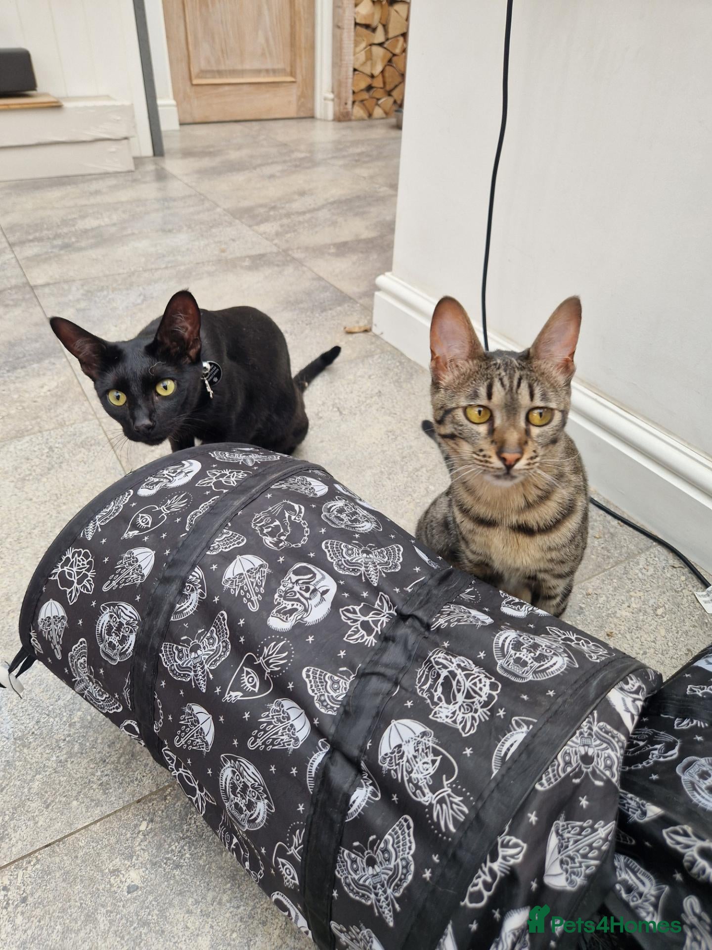 Savannah cats 2 female savannahs  - Advert 8