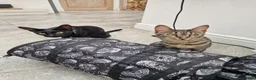 Savannah cats for sale: 2 female savannahs  - Advert 1