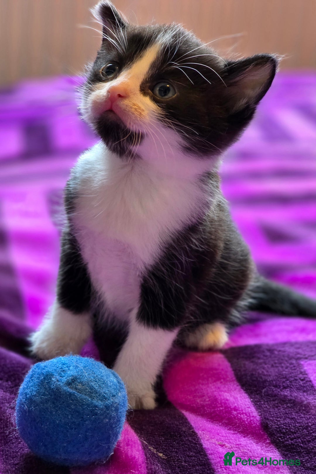 Domestic Shorthair cats for sale: 2 Black and White Males and 1 Black Female - Advert 4