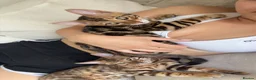 Bengal cats for sale: Two Bengal Kittens - Advert 6