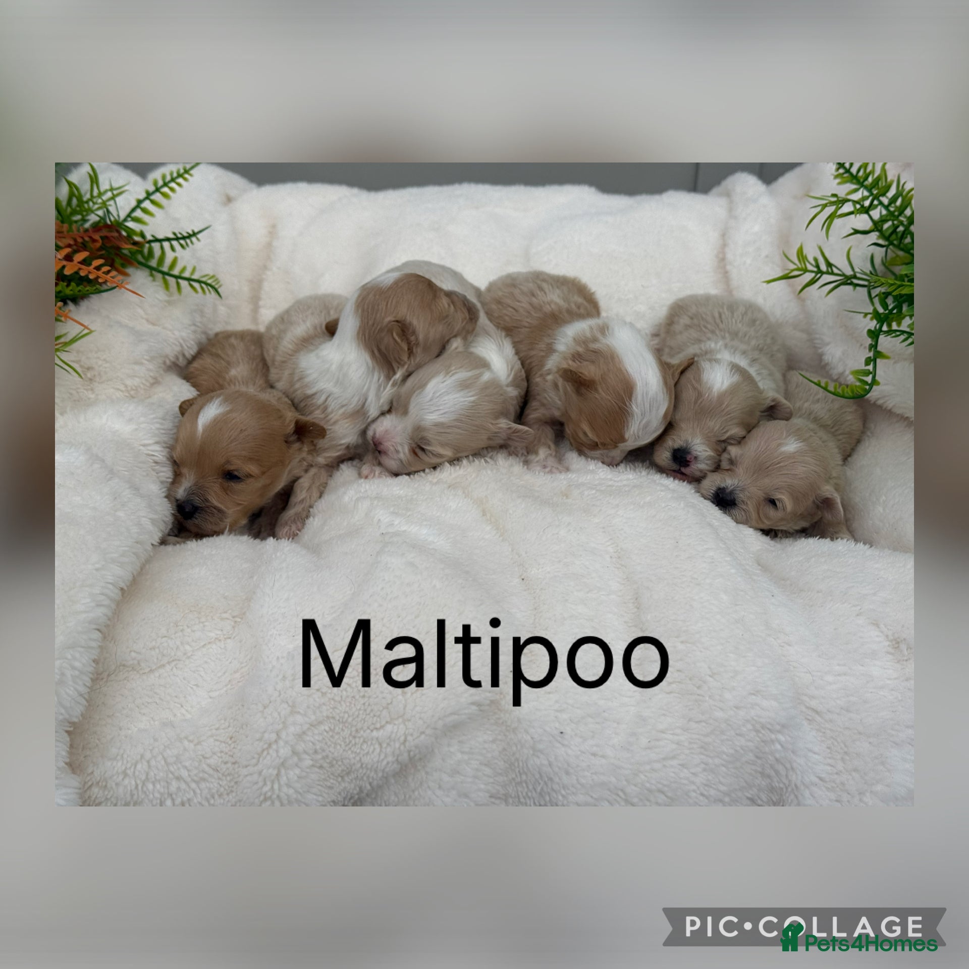 Maltipoo dogs Gorgeous Teddy Bear F1 Maltipoo  - Advert 2