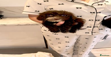 Cockapoo dogs - Advert 9