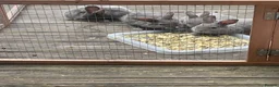 Netherland Dwarf rabbits for sale: Beautiful Bunnies  in Brentwood - Advert 4