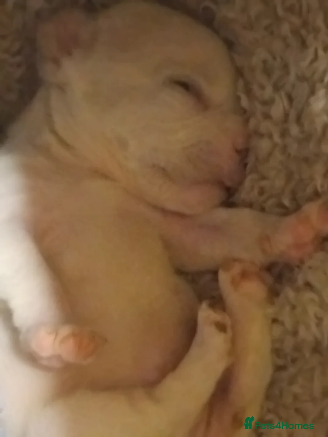 French Bulldog dogs for sale: Beautiful boys - Advert 4