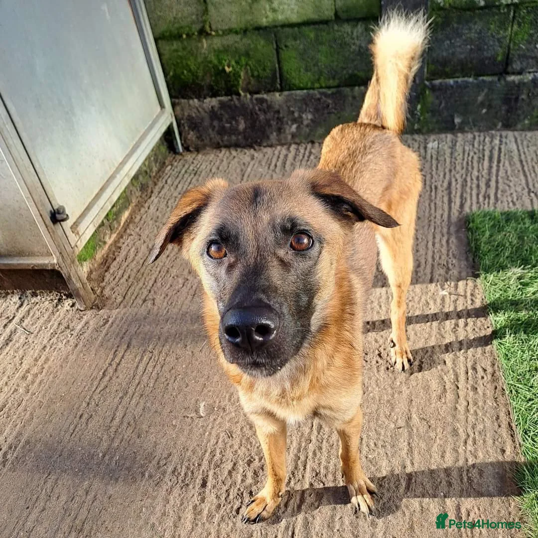 Mixed Breed dogs for adoption: Meet Ryder, currently residing in Cheshire  in Nantwich - Advert 3