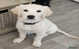 Golden Retriever dogs for sale: Flo my beautiful retriever  - Image 2